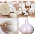 China Supply Crop Normal White Fresh Garlic Factory